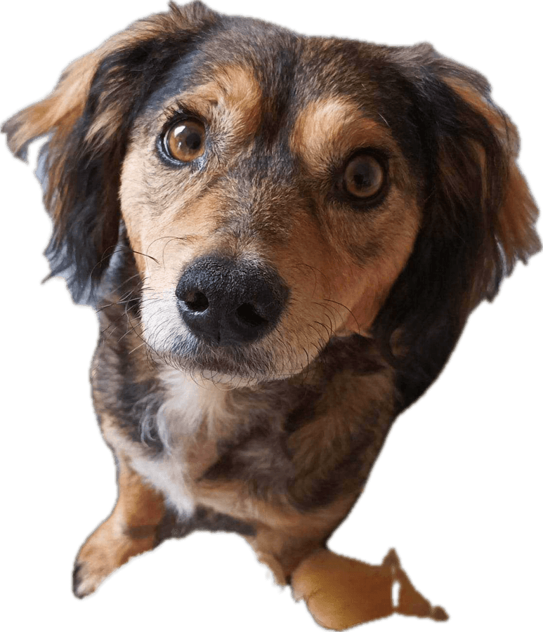 My dog Rochelle begging for food