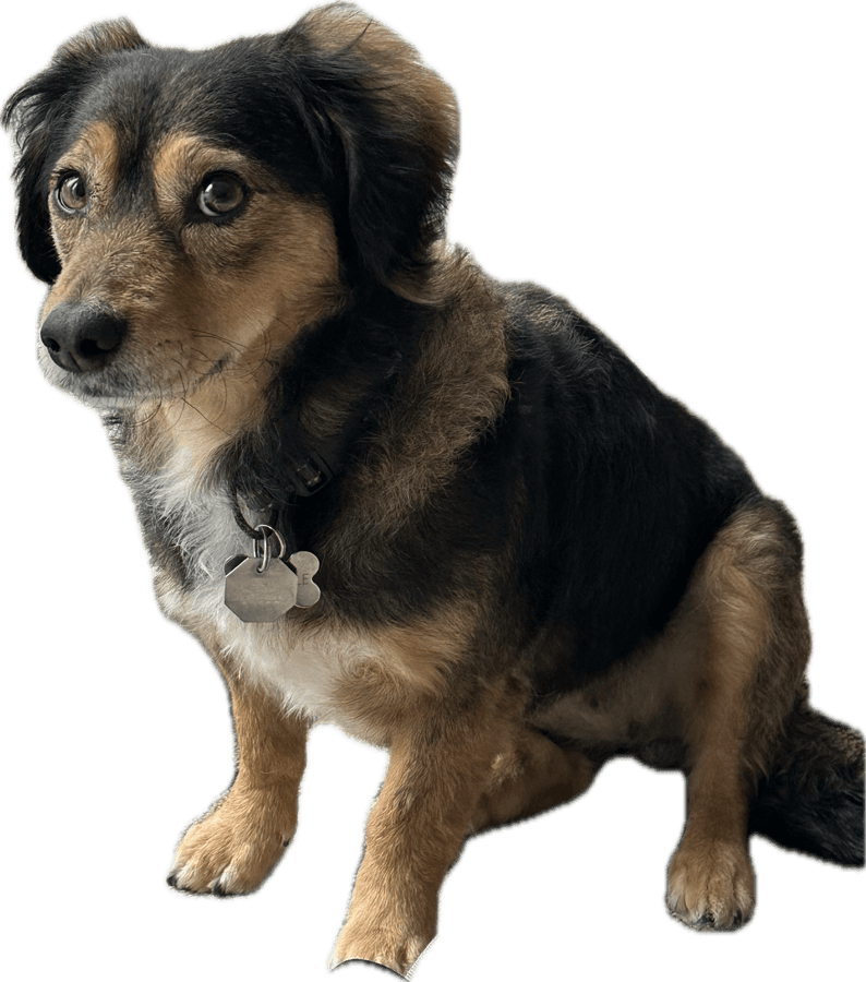 My dog Rochelle sitting politely