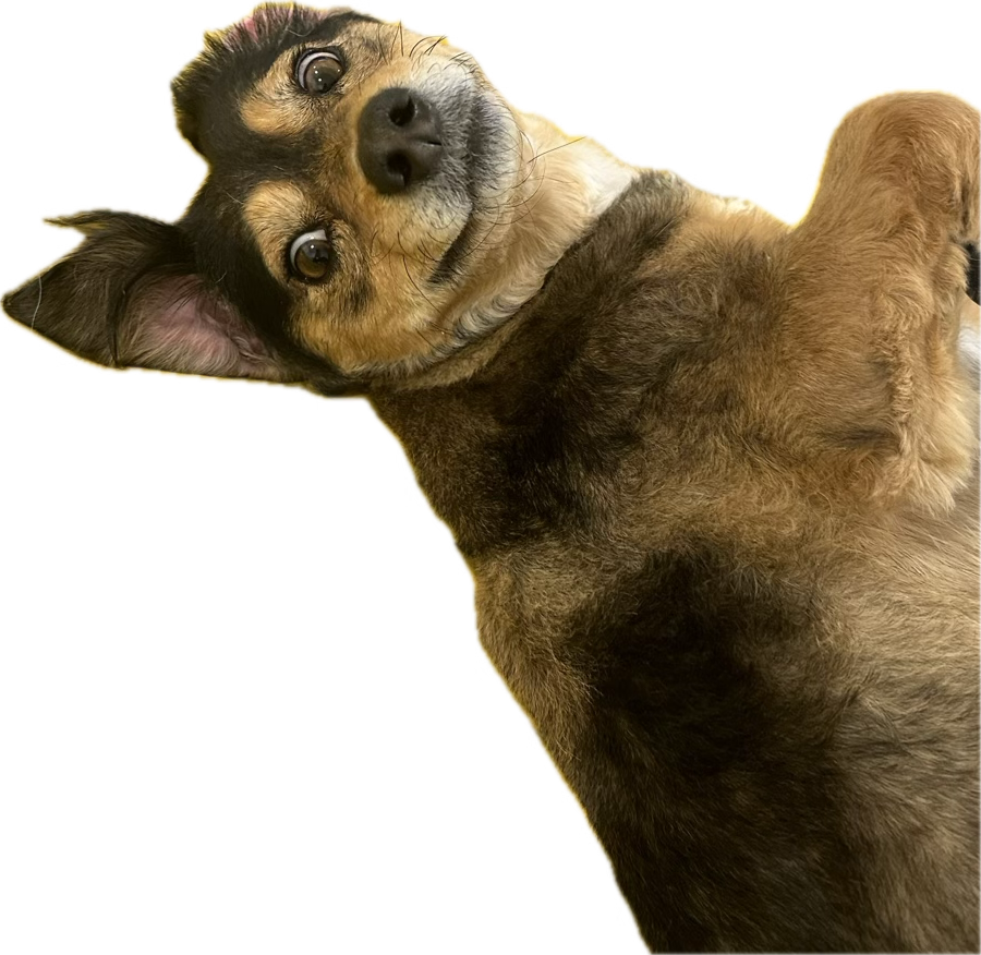 My dog Rochelle being silly