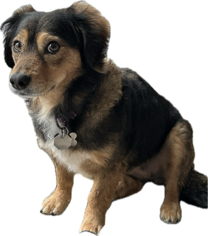 My dog Rochelle sitting politely